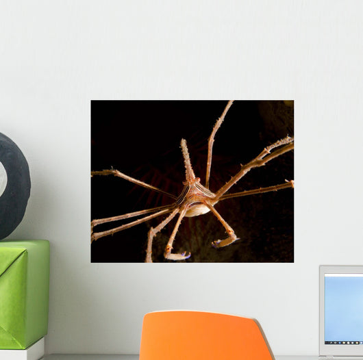 Arrow Crab West Palm Wall Decal