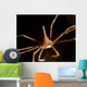 Arrow Crab West Palm Wall Decal
