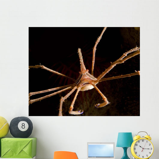 Arrow Crab West Palm Wall Decal