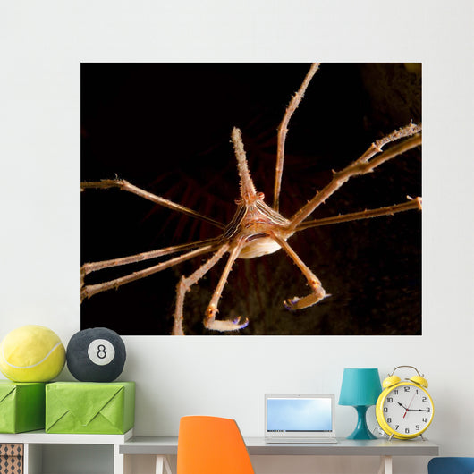 Arrow Crab West Palm Wall Decal