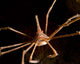 Arrow Crab West Palm Wall Decal