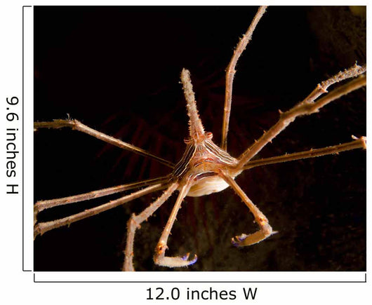 Arrow Crab West Palm Wall Decal