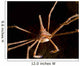 Arrow Crab West Palm Wall Decal