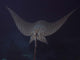 Eagle Ray Flight Cocos Wall Decal