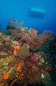 Black Coral Reef Turks Wall Decal