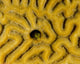 Small Blenny Brain Coral Wall Decal