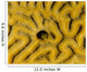 Small Blenny Brain Coral Wall Decal