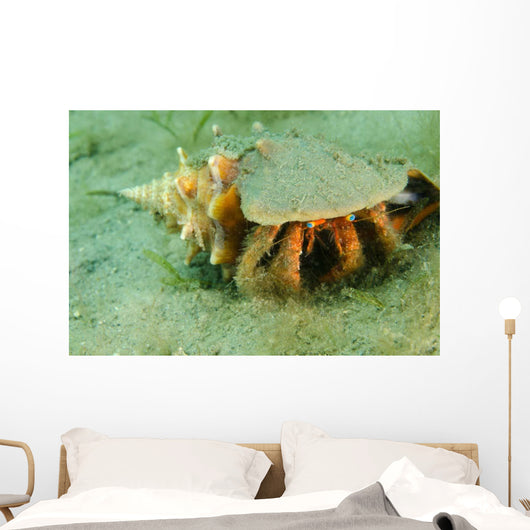 Blue-eyed Hermit Crab West Wall Decal