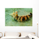 Blue-eyed Hermit Crab West Wall Decal