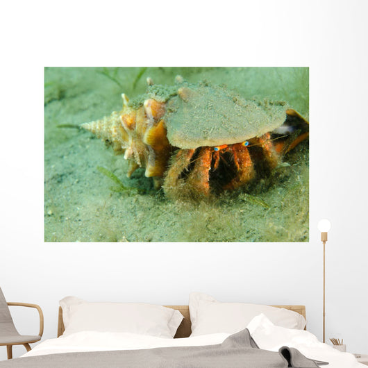 Blue-eyed Hermit Crab West Wall Decal