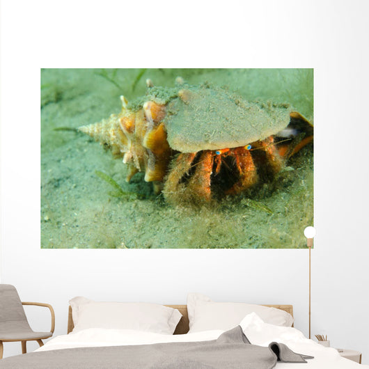 Blue-eyed Hermit Crab West Wall Decal