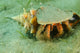 Blue-eyed Hermit Crab West Wall Decal