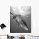 Oceanic Whitetip Shark Cat Wall Decal Design 12