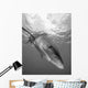 Oceanic Whitetip Shark Cat Wall Decal Design 12