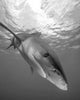 Oceanic Whitetip Shark Cat Wall Decal Design 12