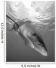 Oceanic Whitetip Shark Cat Wall Decal Design 12