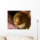 Close-up Goldentail Moray Curacao Wall Decal