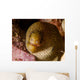 Close-up Goldentail Moray Curacao Wall Decal