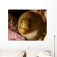Close-up Goldentail Moray Curacao Wall Decal