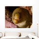 Close-up Goldentail Moray Curacao Wall Decal