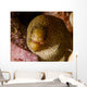 Close-up Goldentail Moray Curacao Wall Decal