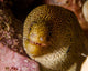 Close-up Goldentail Moray Curacao Wall Decal