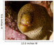Close-up Goldentail Moray Curacao Wall Decal