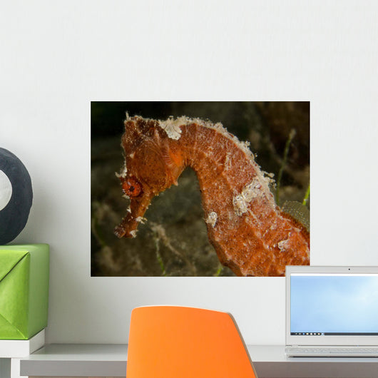 Close-up Orange Seahorse Wall Decal