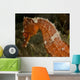 Close-up Orange Seahorse Wall Decal