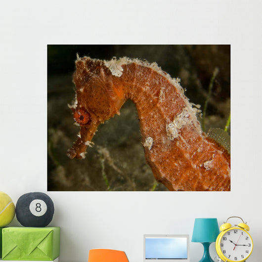 Close-up Orange Seahorse Wall Decal
