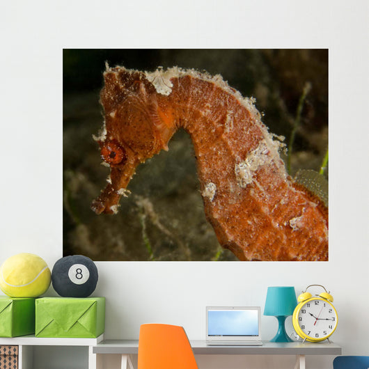 Close-up Orange Seahorse Wall Decal