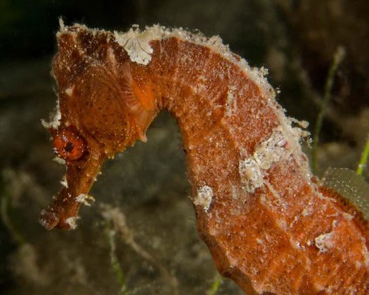 Close-up Orange Seahorse Wall Decal