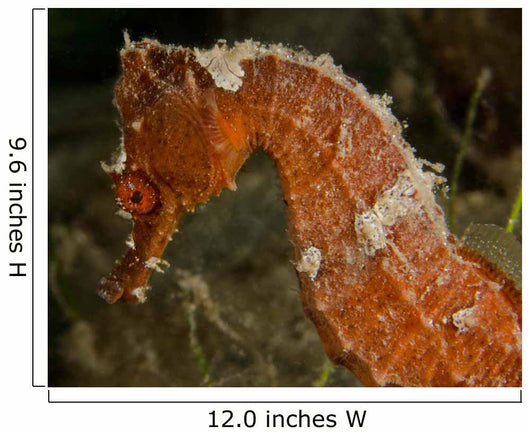 Close-up Orange Seahorse Wall Decal