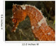 Close-up Orange Seahorse Wall Decal