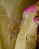 Spotted Cleaner Shrimp Pink Wall Decal Design 2