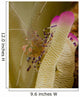 Spotted Cleaner Shrimp Pink Wall Decal Design 2