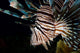 Close-up Lionfish Curacao Wall Decal