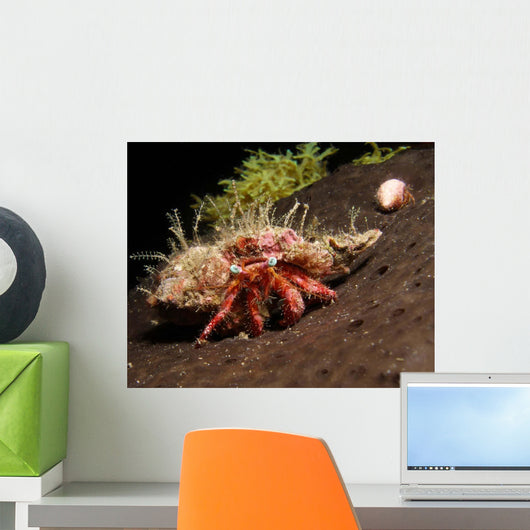 Hermit Crab Sponge Gulf Wall Decal