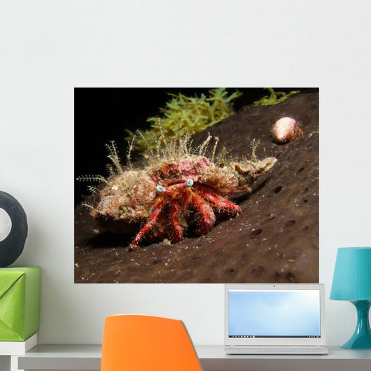 Hermit Crab Sponge Gulf Wall Decal