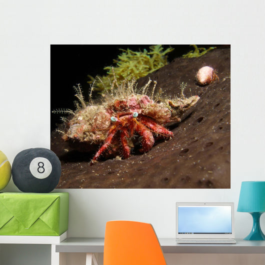 Hermit Crab Sponge Gulf Wall Decal