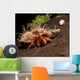 Hermit Crab Sponge Gulf Wall Decal