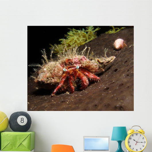 Hermit Crab Sponge Gulf Wall Decal