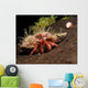 Hermit Crab Sponge Gulf Wall Decal
