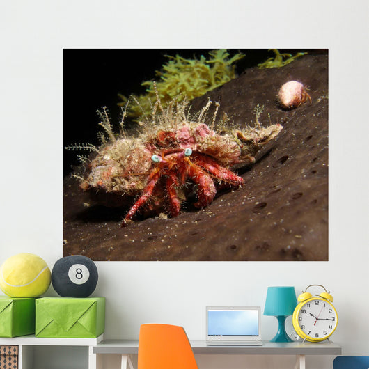Hermit Crab Sponge Gulf Wall Decal