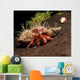 Hermit Crab Sponge Gulf Wall Decal