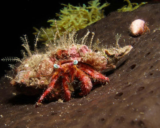 Hermit Crab Sponge Gulf Wall Decal