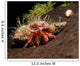 Hermit Crab Sponge Gulf Wall Decal
