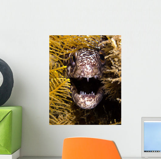 Close-up Angry Spotted Moray Wall Decal
