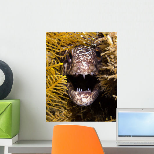 Close-up Angry Spotted Moray Wall Decal