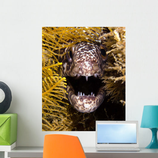 Close-up Angry Spotted Moray Wall Decal